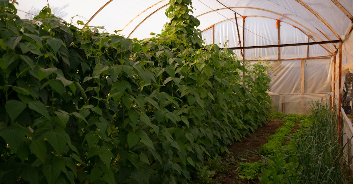 Guía para un jardín sinérgico: permacultura en práctica