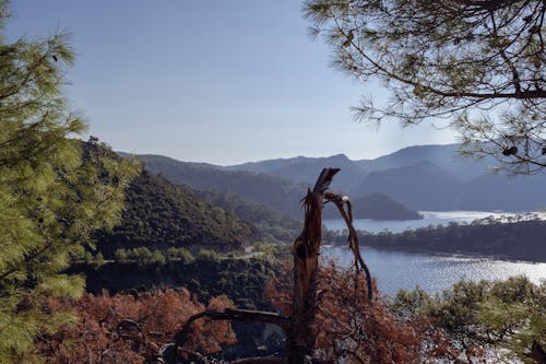 Broken Tree and a View of Mountains and Lake 