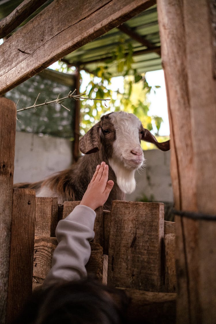 A Child Near A Goat