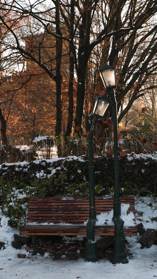 下雪的天氣, 光秃秃的, 公園 的 免费素材图片