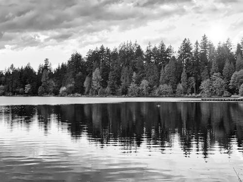 Imagine de stoc gratuită din arbori, junglă, lac