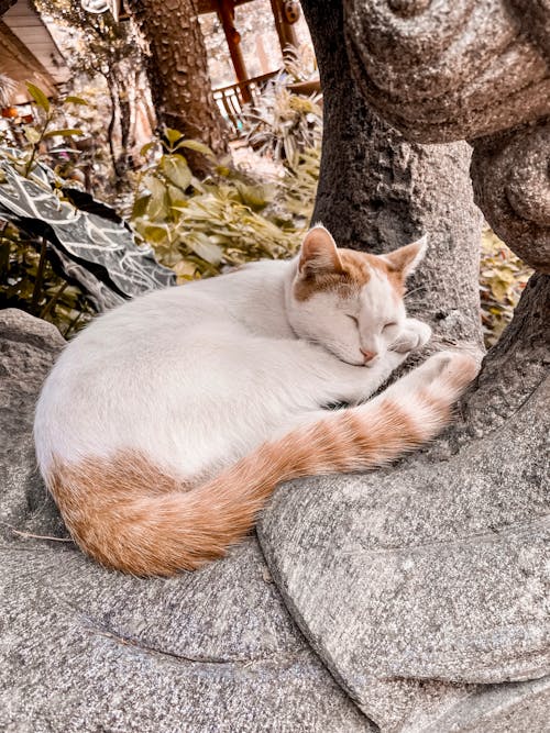 Free Brown and White Cat Sleeping on Rock  Stock Photo
