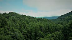 在日本长野上田，多云天空下，是一片茂密的绿色森林景观