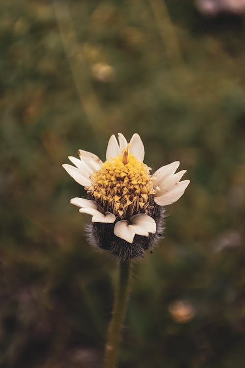 Foto d'estoc gratuïta de camp, creixement, flor silvestre