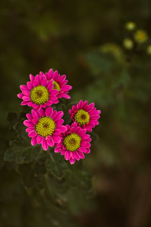 Pink Flowers in Close Up Photography