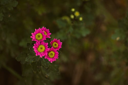 Flowers in Close Up Photography