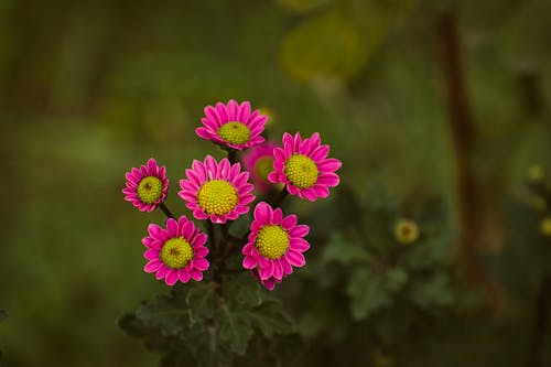 Gratis Foto stok gratis berkembang, bunga-bunga, bunga-bunga merah muda Foto Stok