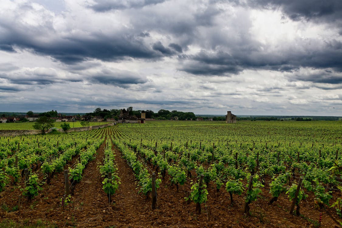 Vineyard Under Cloudy Sky