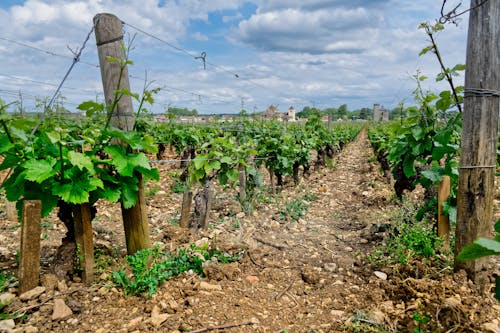 Fotobanka s bezplatnými fotkami na tému dedinský, farma, gazdovstvo