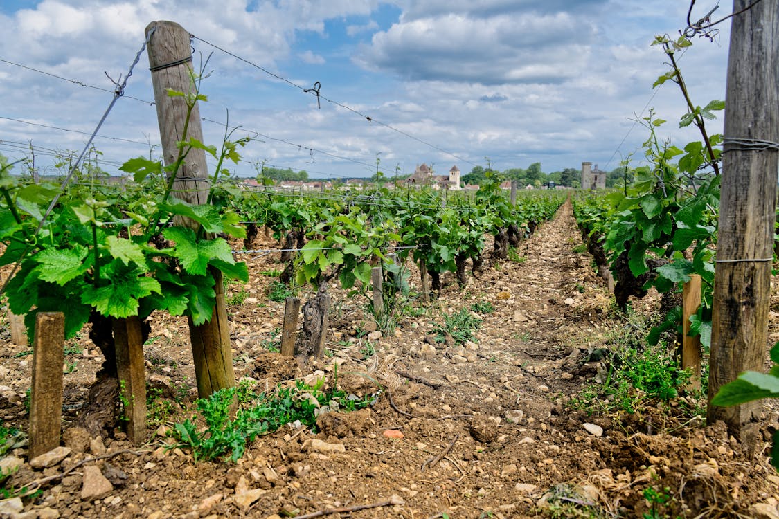 Photo of a Vineyard