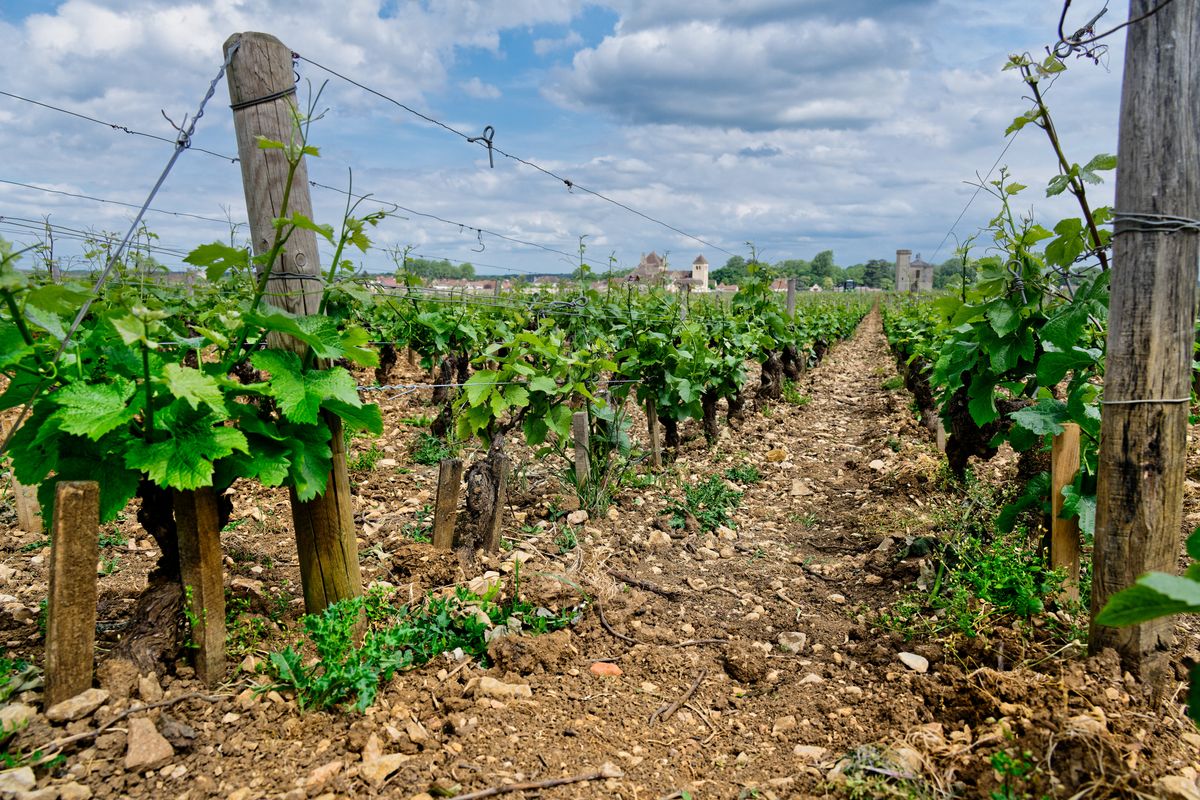 Stony climat soil and vine rows, Clos de Vougeot on the horizon