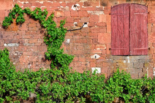 Green Plants on Brick Wall 