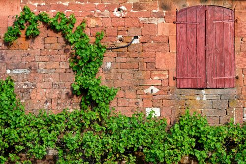 Free Red stone wall with green vines and closed wooden shutters in Collonges-la-Rouge, France. Stock Photo