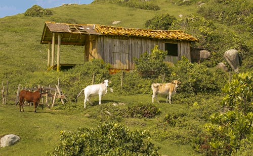 Δωρεάν στοκ φωτογραφιών με αγελάδες, αγρόκτημα, βόδια