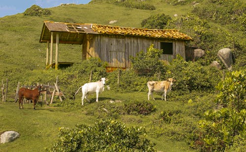 Imagine de stoc gratuită din agricultură, animale, animale domestice