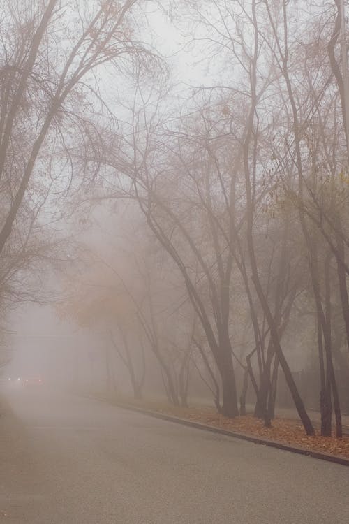 Foggy Road between Leafless Trees