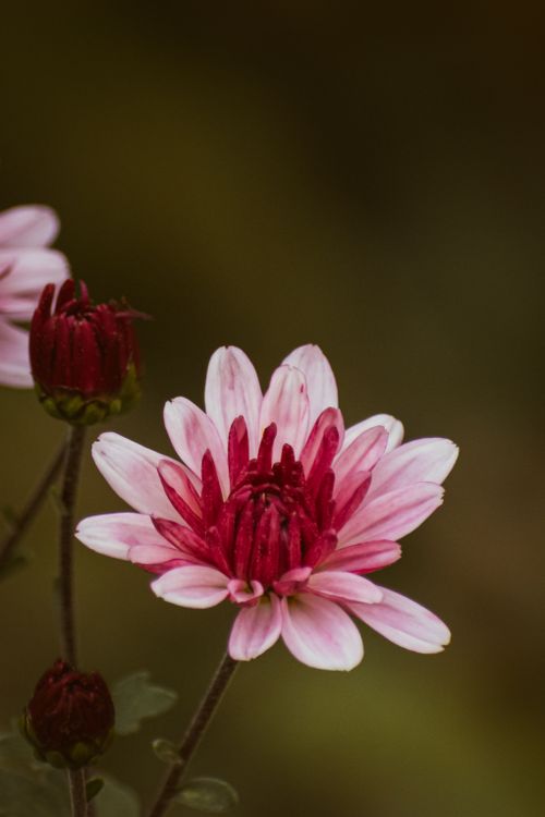 Free Close-up of pink chrysanthemum flowers in natural outdoor setting, highlighting petals. Stock Photo