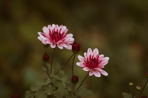 Foto stok gratis berkembang, bunga-bunga, flora