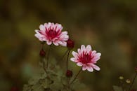 Close Up Photo of Flowers
