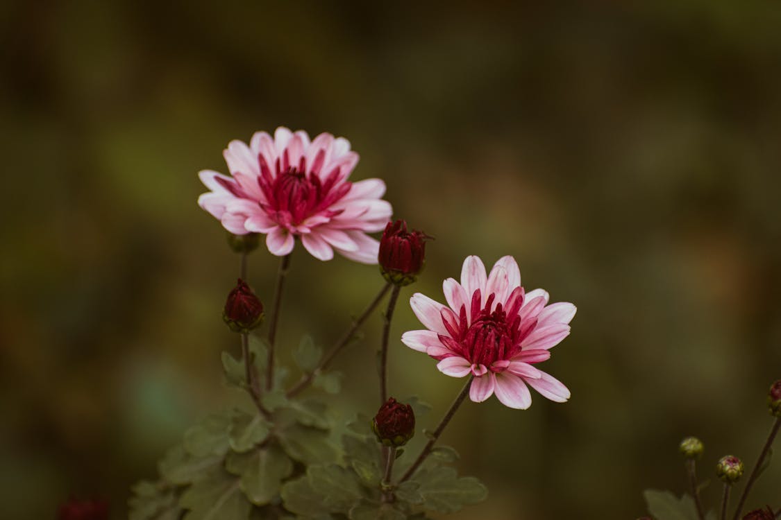 Kostenloses Stock Foto zu blühen, blumen, blumenphotographie