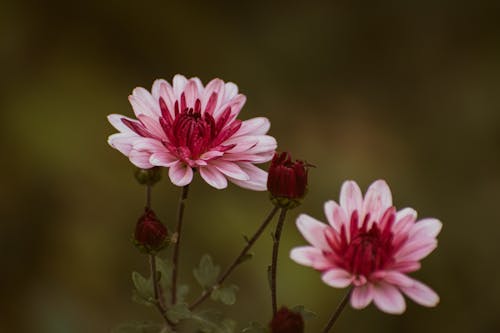 Chrysanthemums in Close Up Photography