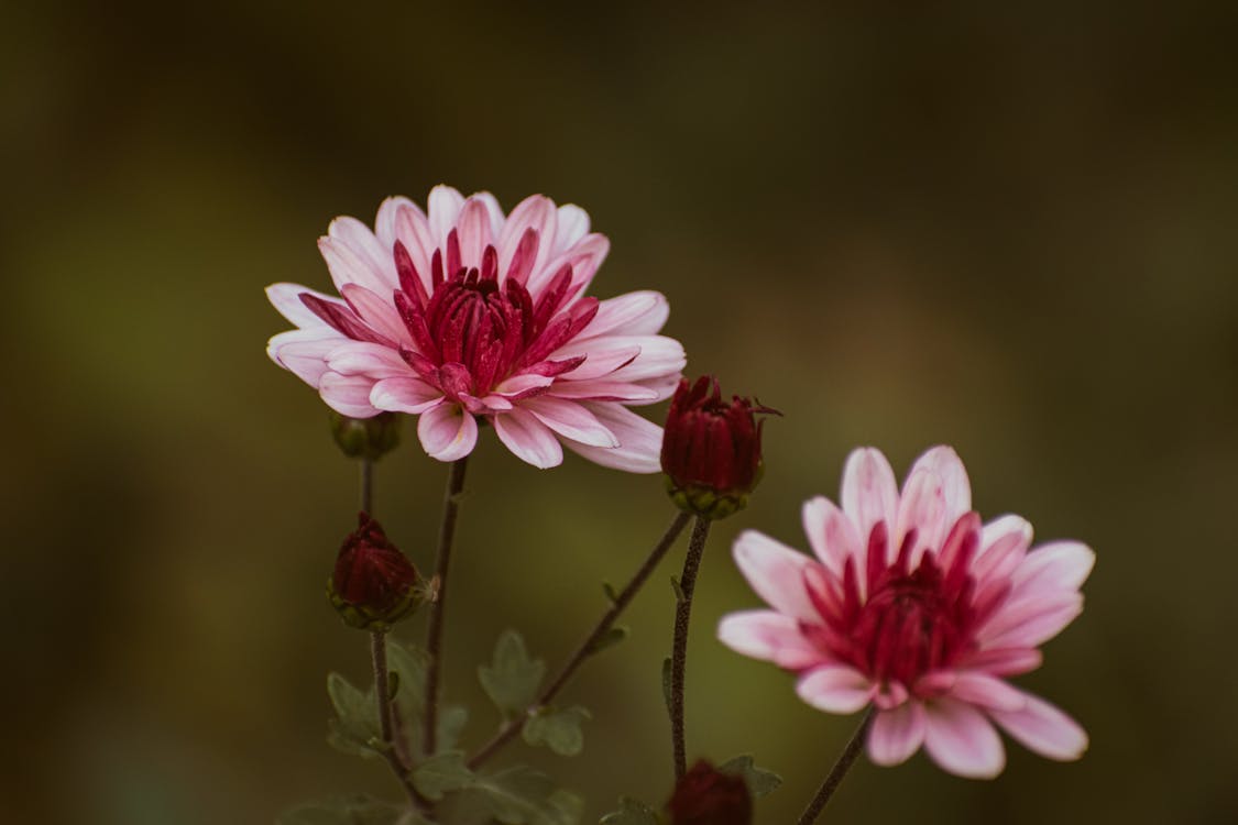 Immagine gratuita di avvicinamento, boccioli di fiori, bocciolo