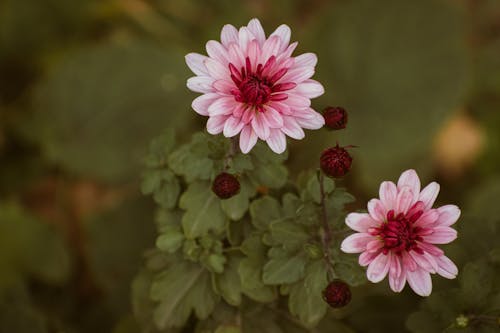 Close Up Photo of Flowers