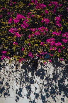 Colorful bougainvillea flowers casting artistic shadows, perfect for a summer-themed background.