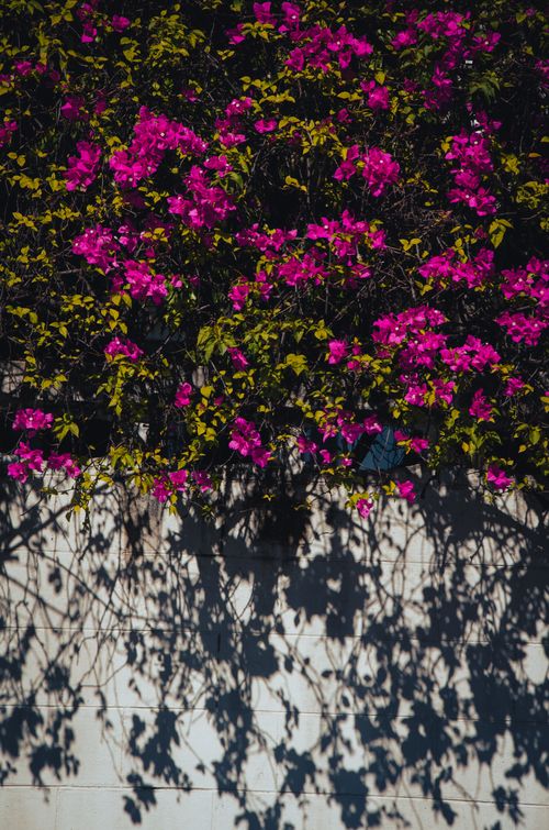 Free Colorful bougainvillea flowers casting artistic shadows, perfect for a summer-themed background. Stock Photo