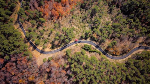 Drone Shot of a Road Surrounded by Trees 