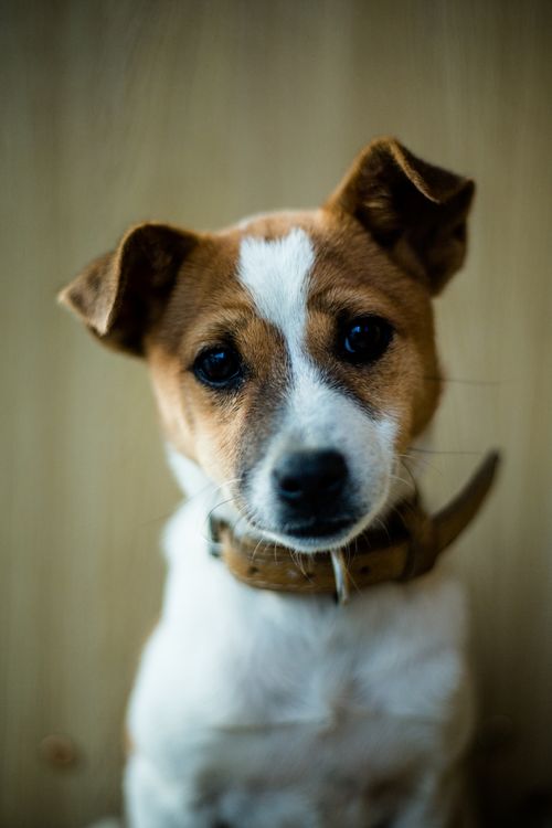 Free Charming portrait of a Jack Russell Terrier puppy with a beige background. Stock Photo