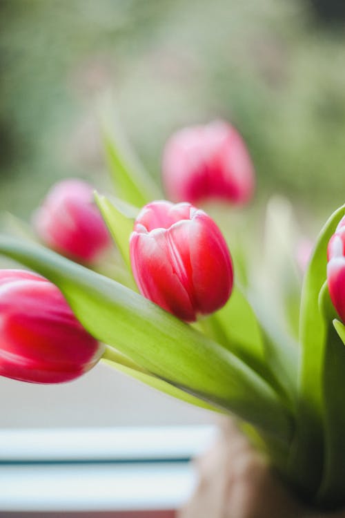 Tulips in Close Up Photography