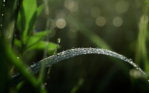 Kostnadsfri bild av dagg, gräs, grön