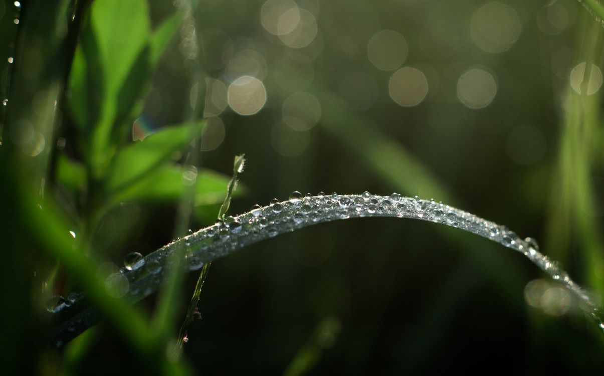 Close Up Photo of Waterdrops on Grass · Free Stock Photo