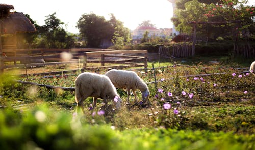 Sheep Grazing on a Pasture 