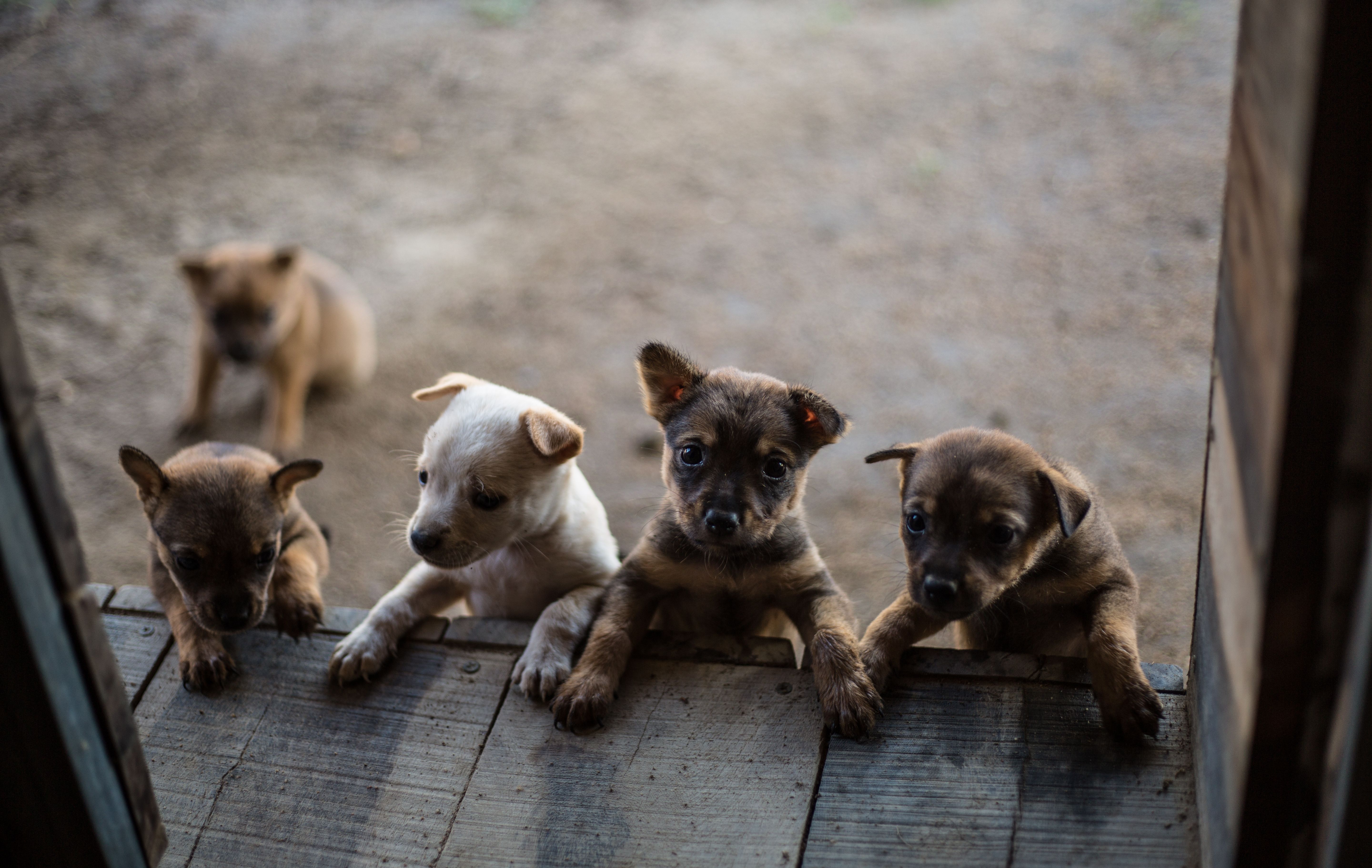 Buy Puppies Online In Canberra: Safe Buying Guide