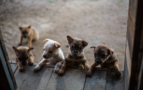 Free Four cute puppies peeking curiously through a wooden doorway, eager to explore the surroundings. Stock Photo