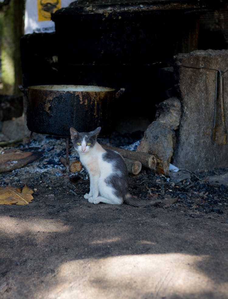 Cat Sitting In Shade On Street