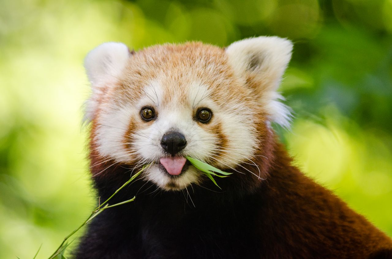 close up of a cute red panda chewing bamboo in a lush green environmen