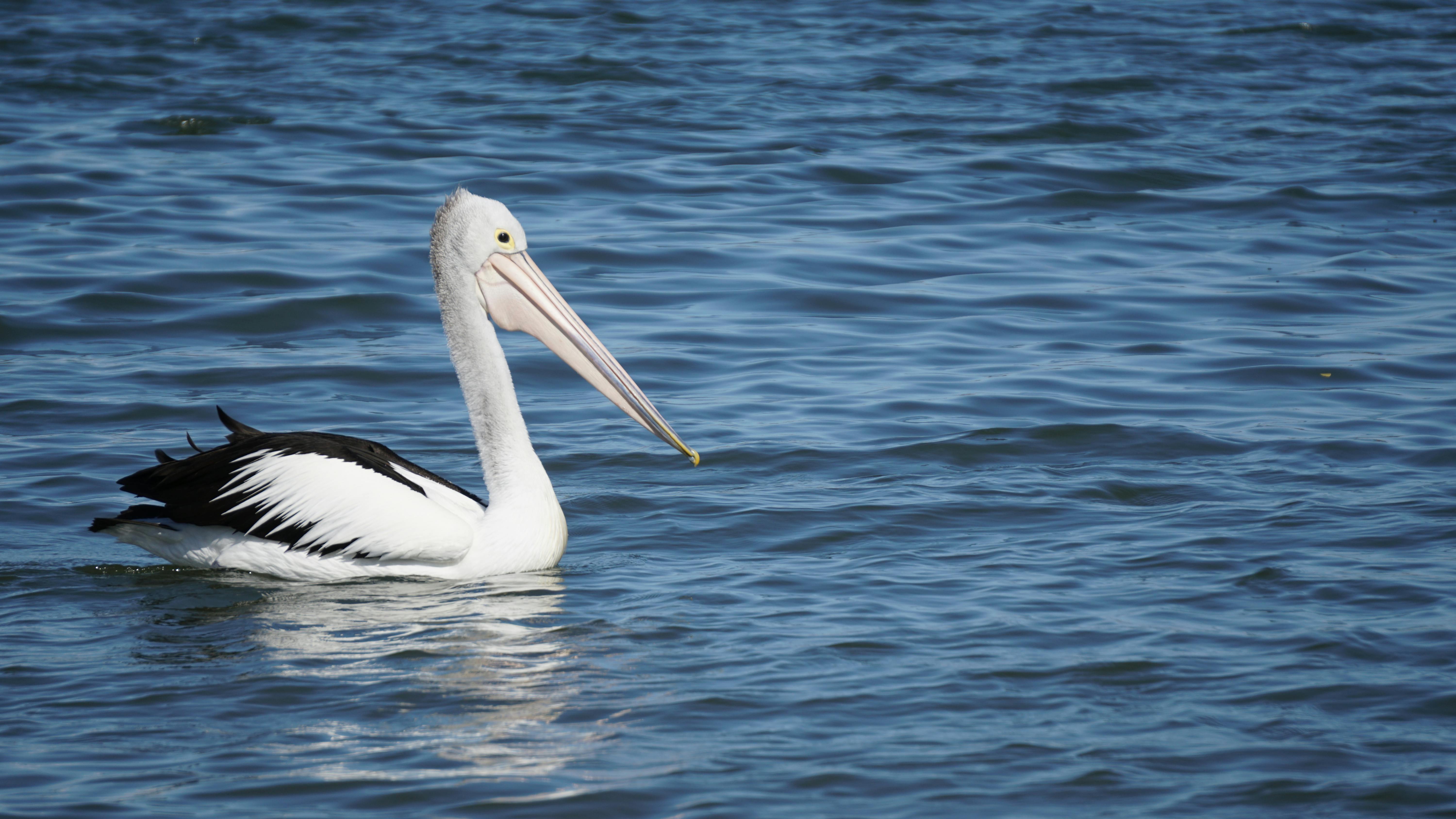 Free stock photo of pelican