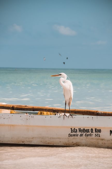 A serene Great Egret perched on a boat by the shores of Isla Holbox, Mexico's coast.