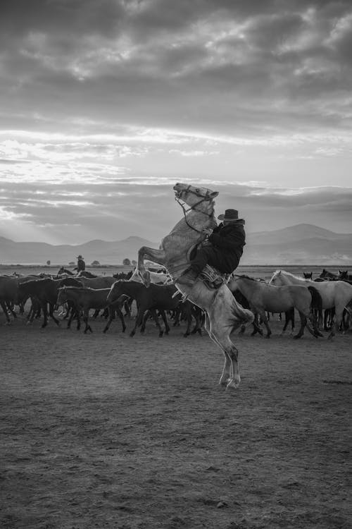 Foto profissional grátis de andar a cavalo, animal, cavalo
