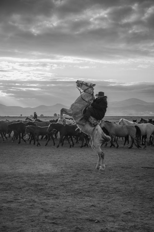 Black and White Photo of Man Riding Rearing Horse · Free Stock Photo