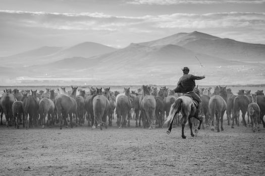 Cowboy Riding a Horse
