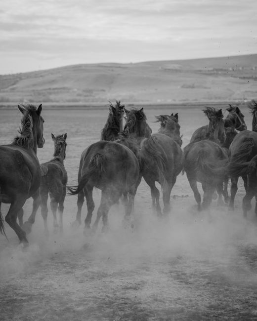 Black and white image of wild horses running freely across a dusty valley, depicting freedom and nature.