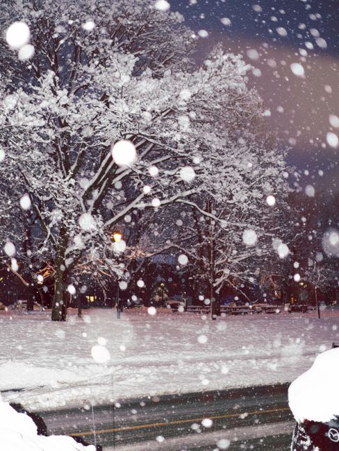 Snowfall in a Montréal park with illuminated trees under streetlights on a winter night.
