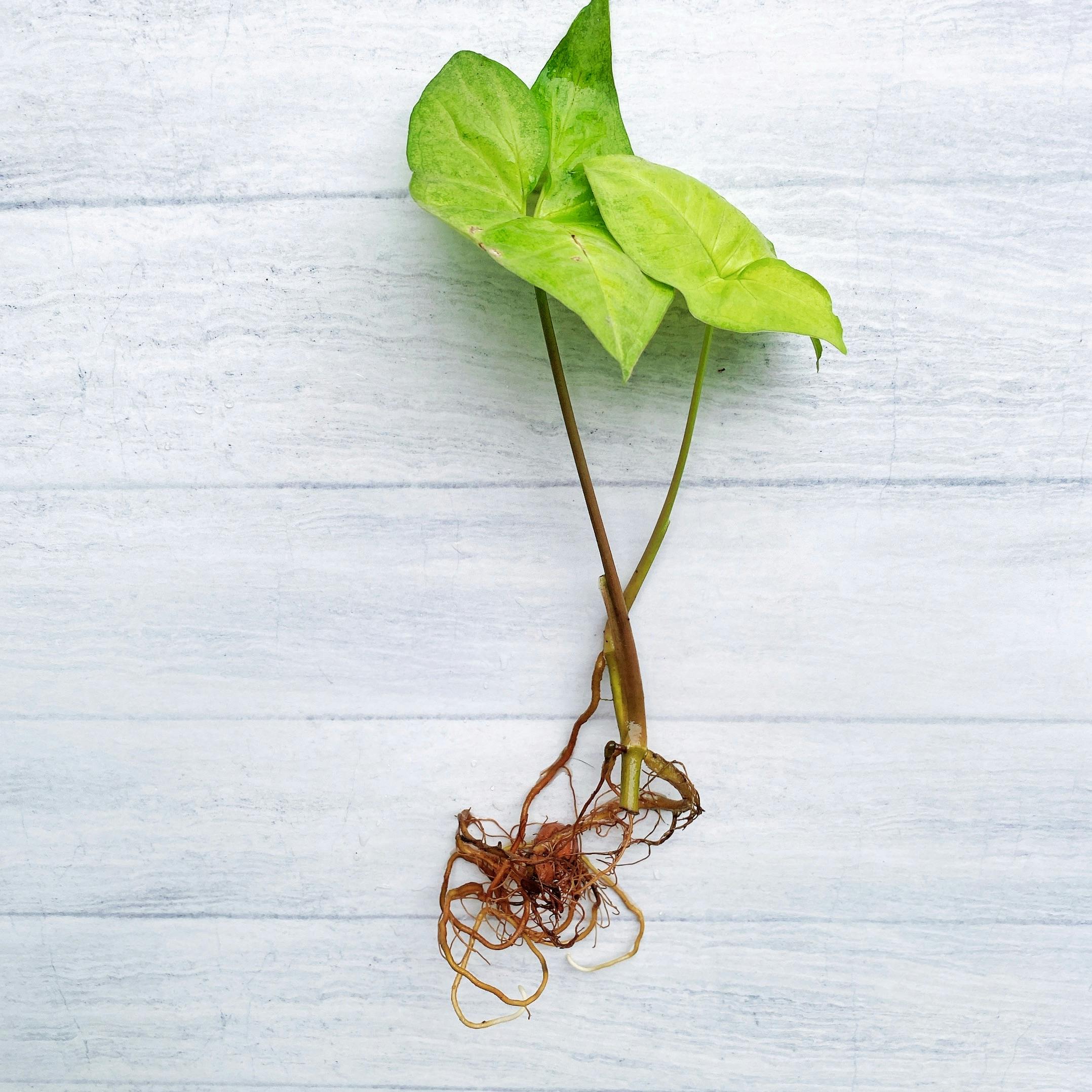 Syngonium podophyllum