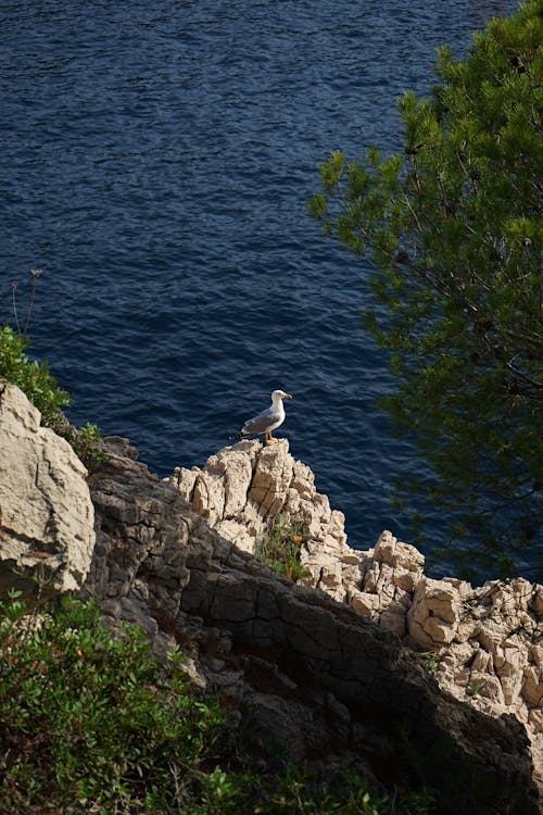 Seagull Perched on Coast
