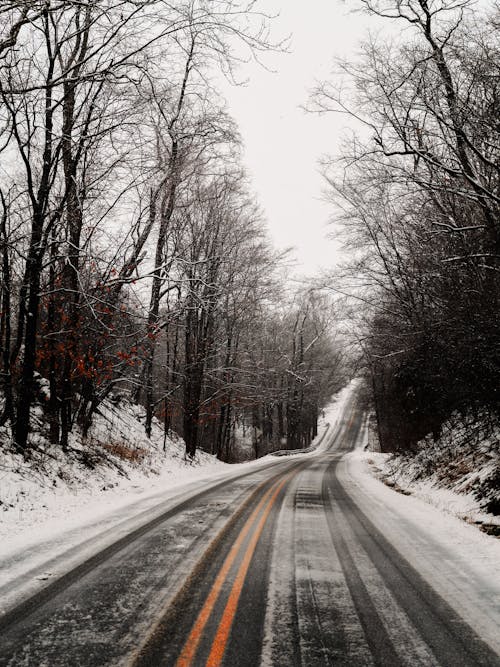 Foto profissional grátis de árvores, estrada, inverno