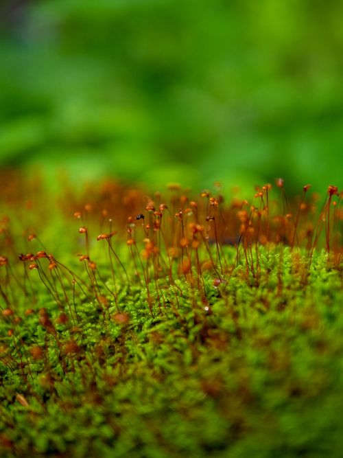 Free Detailed view of moss with small fungi growing, showcasing nature's beauty. Stock Photo